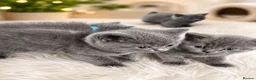 British Shorthair cats for sale: Beautiful British Shorthair Kittens Available - Advert 9