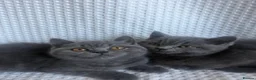 British Shorthair cats for sale: TWO British Shorthair kittens 🐱  in Basildon - Advert 4