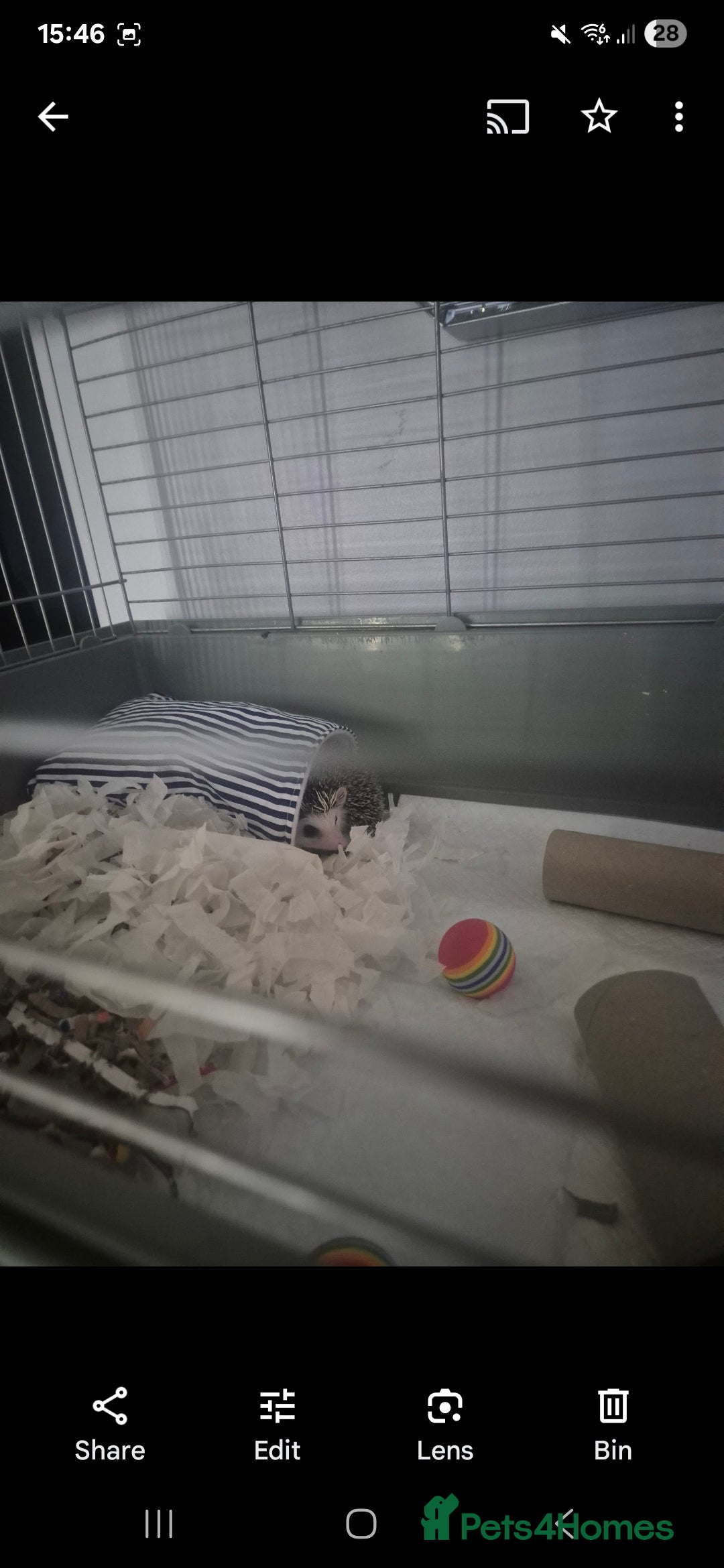Pygmy Hedgehog rodents for sale: Female hedgehog - Image 1