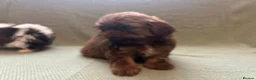 Shih Tzu dogs for sale: Shih Tzu Puppies For Sale 🐶🤎 - Advert 10