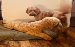 Goldendoodle dogs for sale: F1b Goldendoodles available for reservation - Image 29