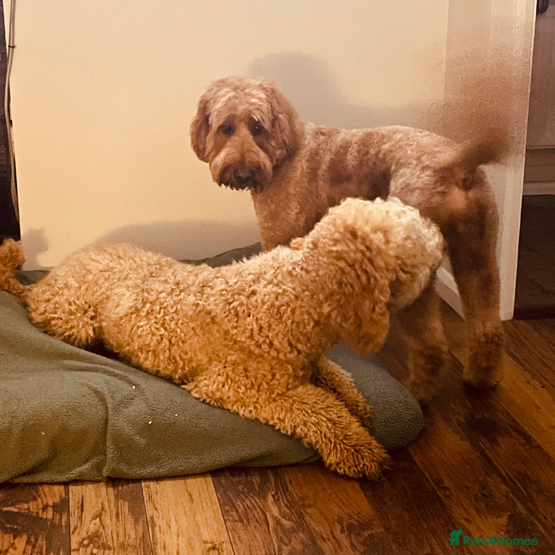 Goldendoodle dogs for sale: F1b Goldendoodles available for reservation - Image 29