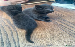 British Shorthair cats for sale: Kitten - Image 4