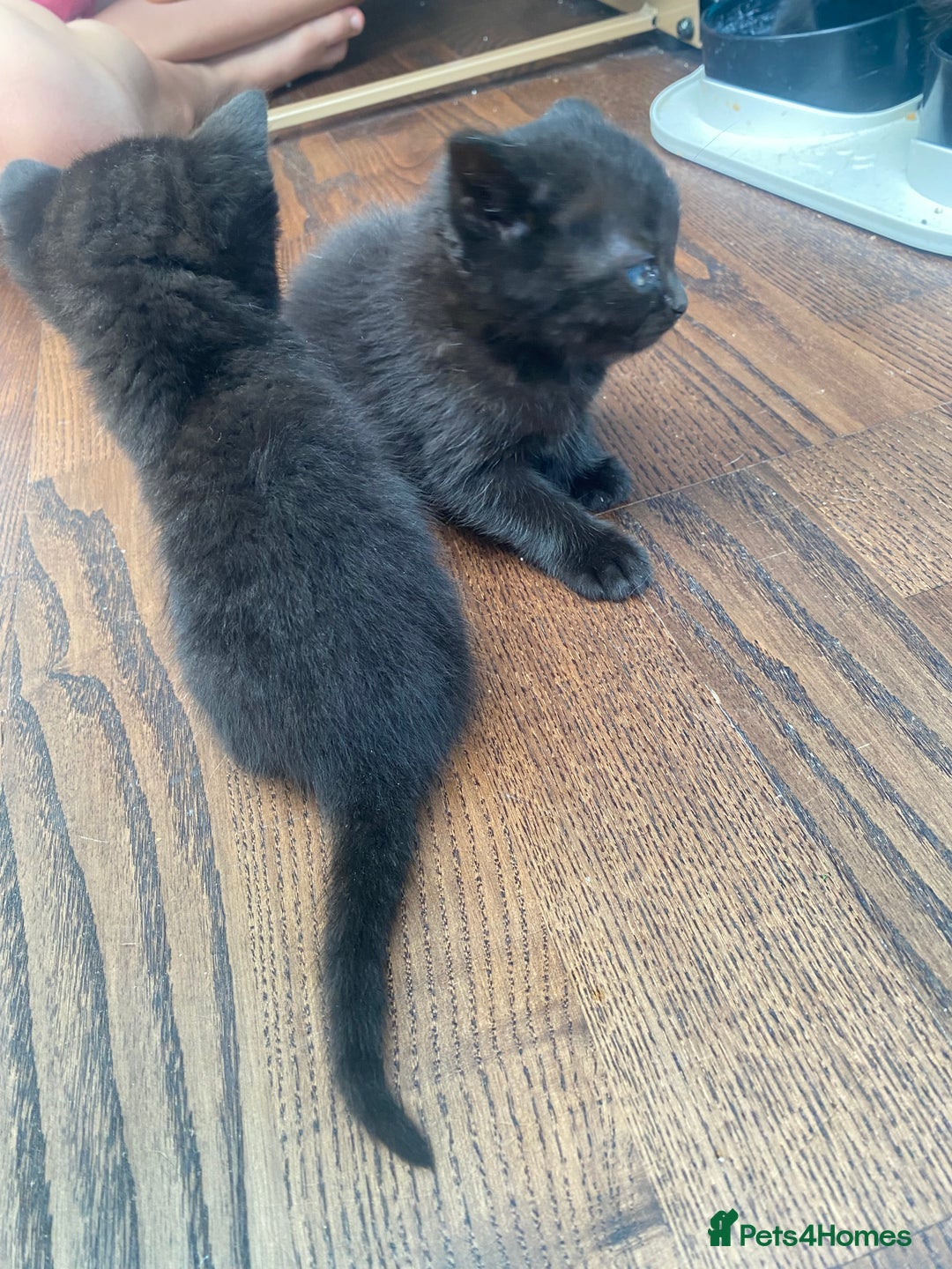 British Shorthair cats for sale: Kitten - Image 4