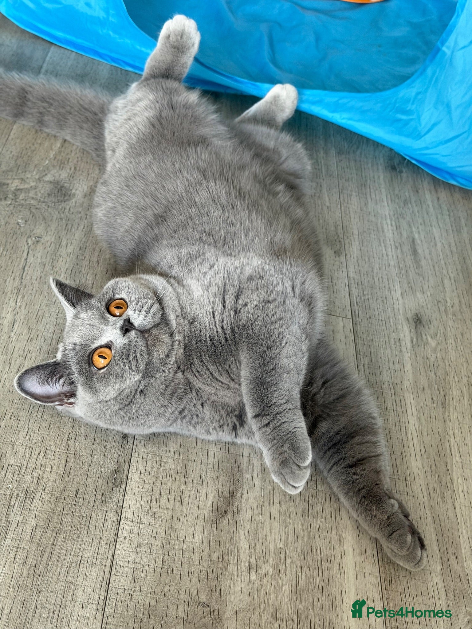 British Shorthair cats 🧸 Stunning Teddy Bear GCCF/TICA BSH Female  ✨ - Advert 2