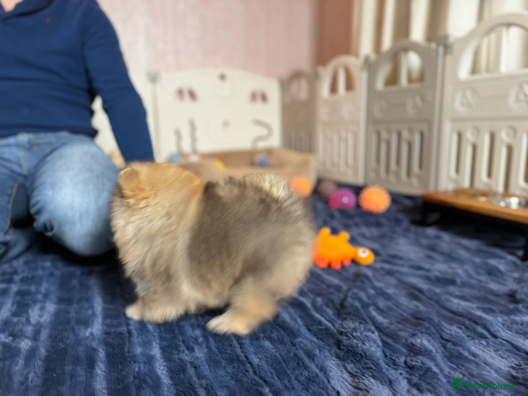 Pomeranian dogs for sale: Teddy Face Poms Puppies European Champion Lines - Advert 16