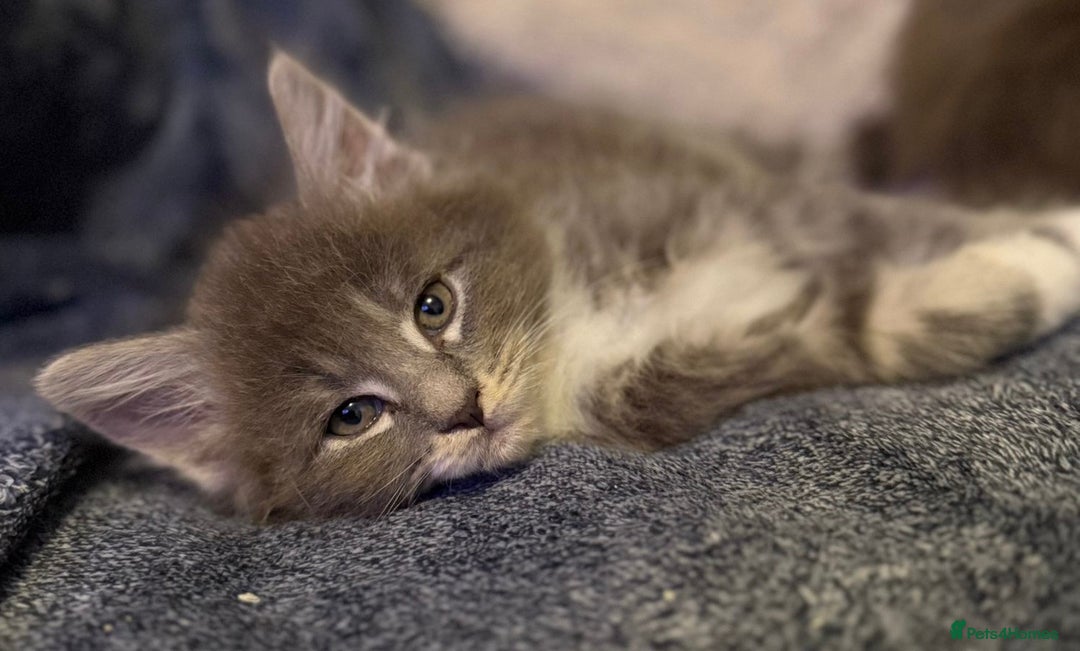 Maine Coon cats for sale: Full Maine coon kittens available  - Advert 13