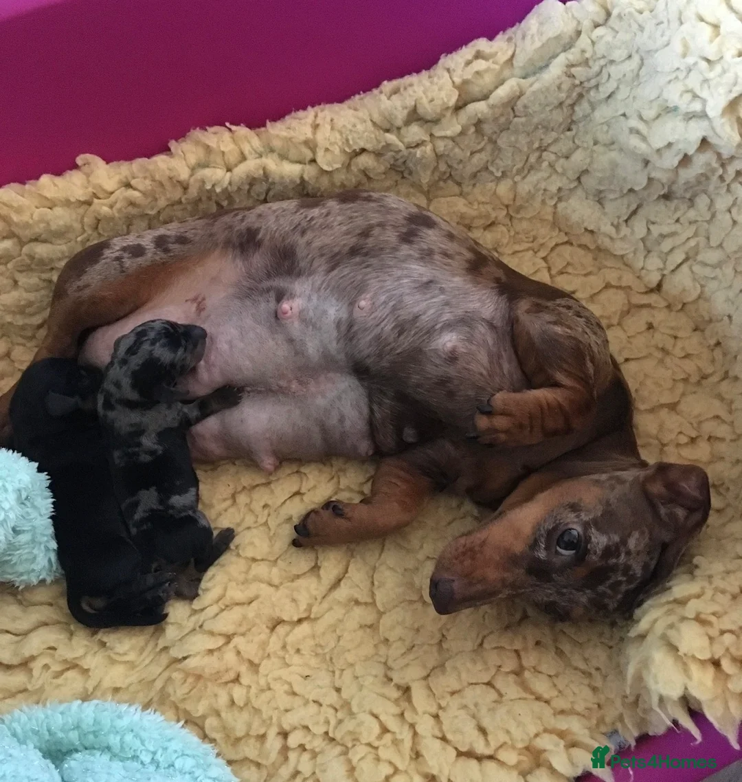 Miniature Dachshund dogs for sale: Beautiful miniature smooth pups  - Advert 7