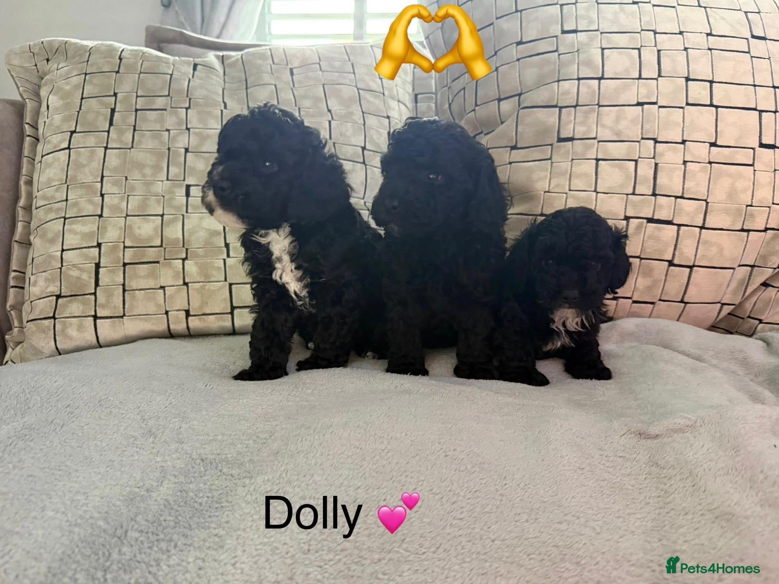Cockapoo dogs Toy Cockapoo Puppies | DNA & Health Tested Parents - Advert 2