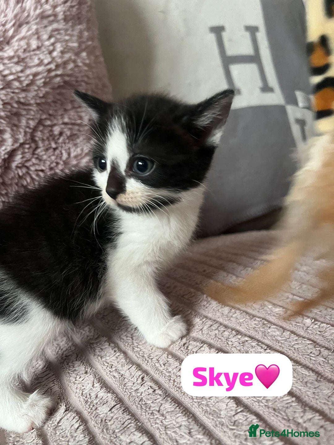 Mixed Breed cats for sale: 7 Beautiful Kittens 🩷💙 - Image 12