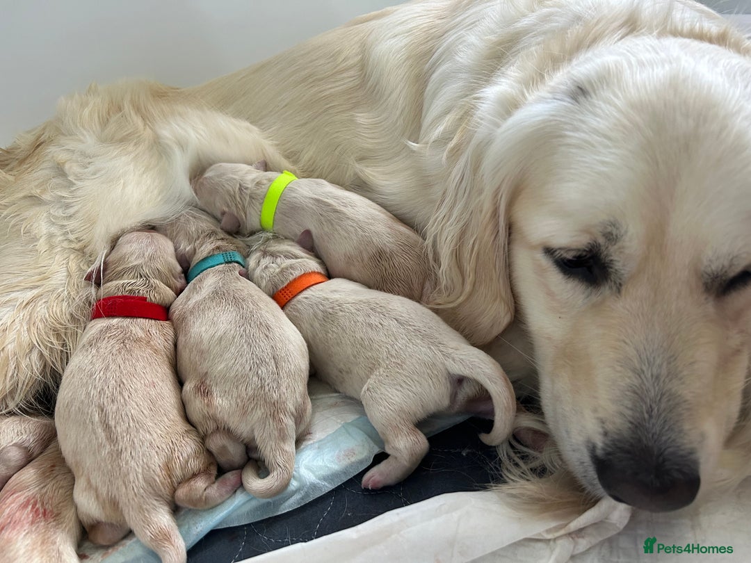 Golden Retriever dogs for sale: Golden retriever puppies  - Image 25