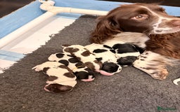 Sprocker dogs for sale: Stunning Sprocker pups  - Image 1