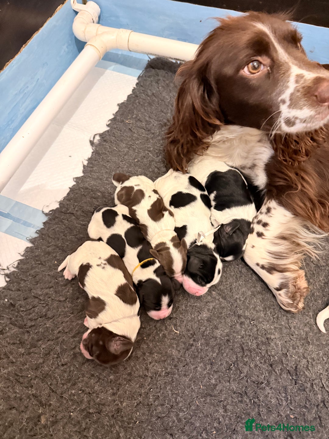 Sprocker dogs for sale: Stunning Sprocker pups  - Image 1