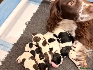 Sprocker dogs - Advert 12