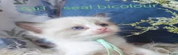 Ragdoll cats for sale: GCCF REGISTERED BEAUTIFUL RAGDOLLS KITTENS  - Advert 10