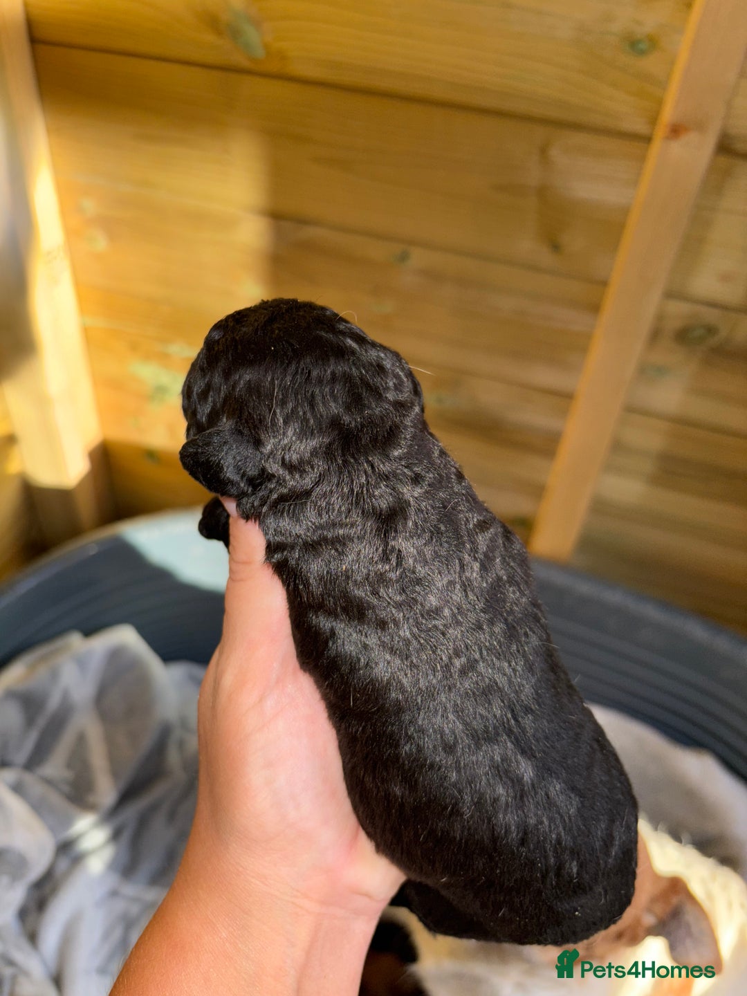 Mixed Breed dogs for sale: Foxipoo puppy’s  - Image 8