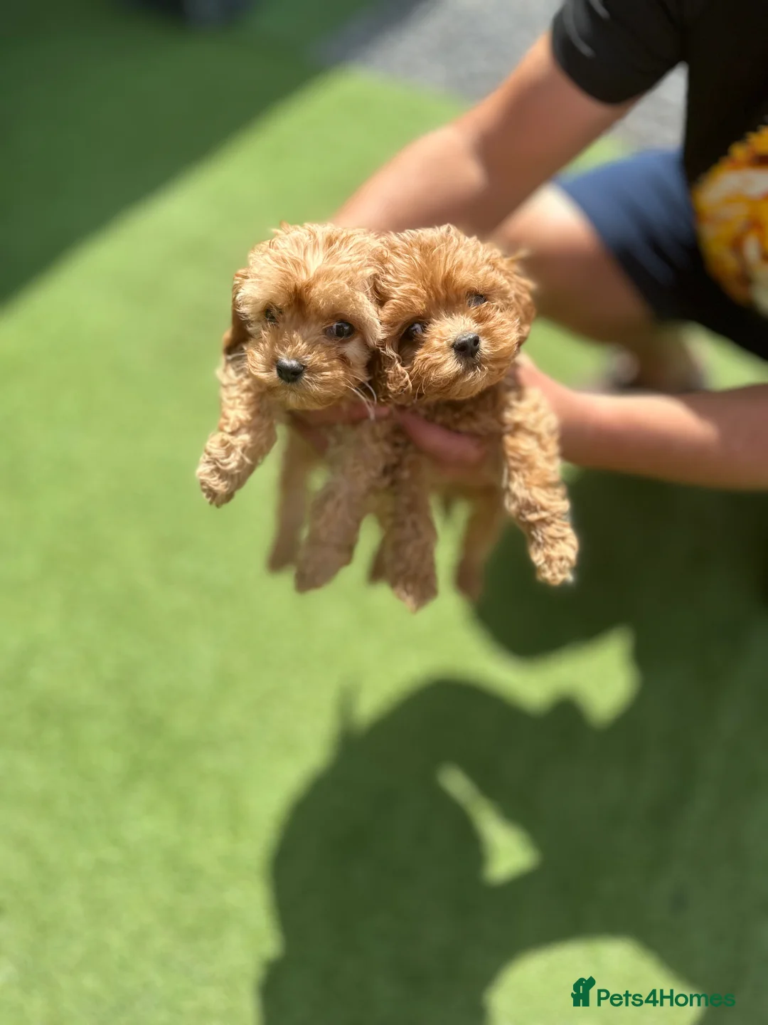 Cavapoochon dogs for sale: Cavapoochon  - Advert 2