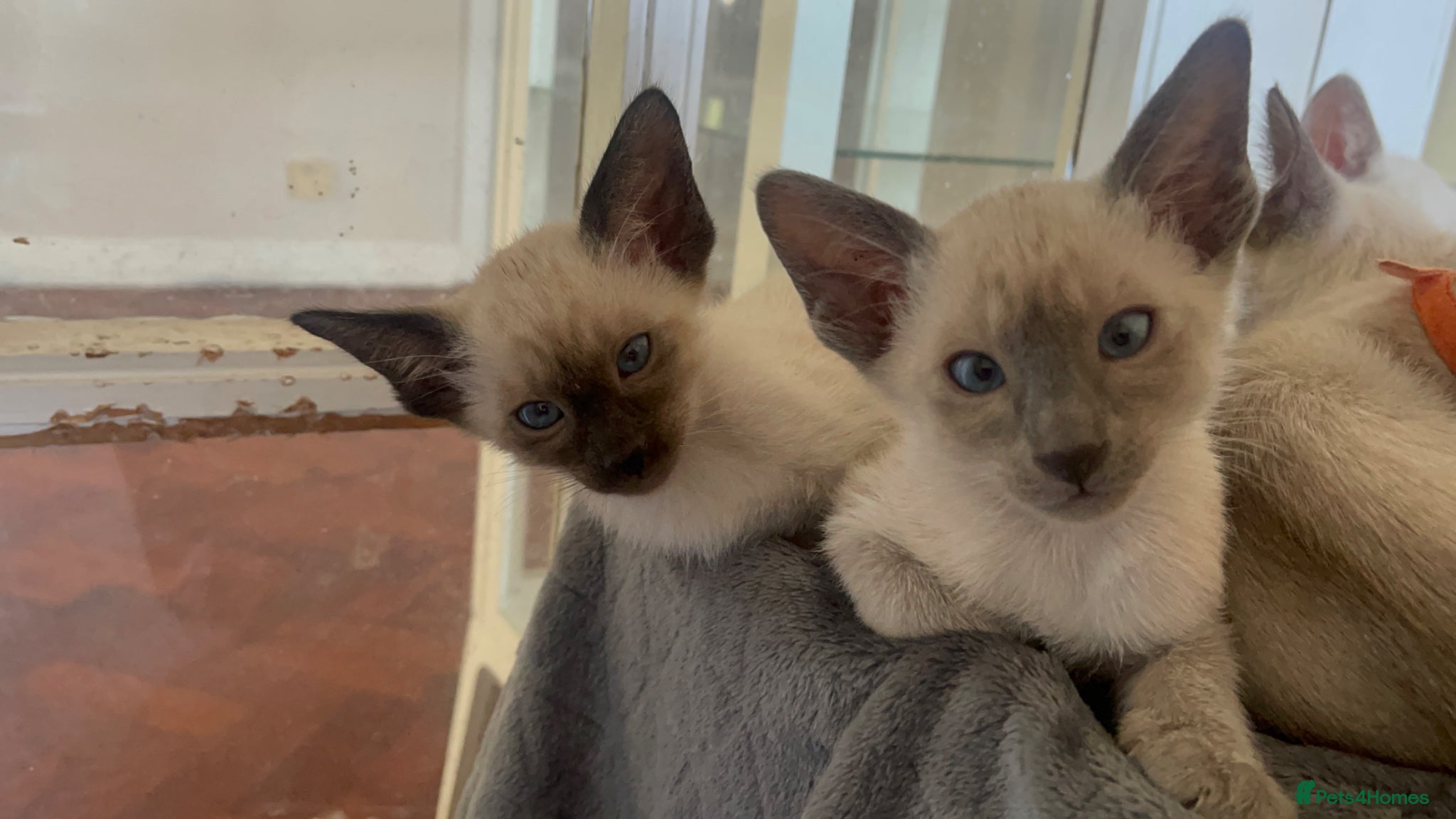 Siamese cats Last 2 Boys Available Traditional Siamese - Advert 1
