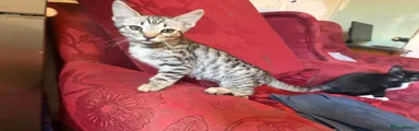 Savannah Kitten 3