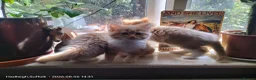 Norwegian Forest Cat cats for sale: GORGEOUS CONFIDENT DOG & HOOVER PROOF FLUFFY BOYS in Ipswich - Advert 3