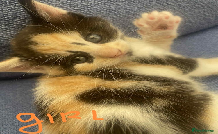 Mixed Breed cats - Advert 12