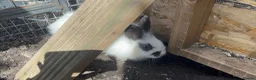 Mixed Breed rabbits for sale: Various breeds of rabbits - Advert 7