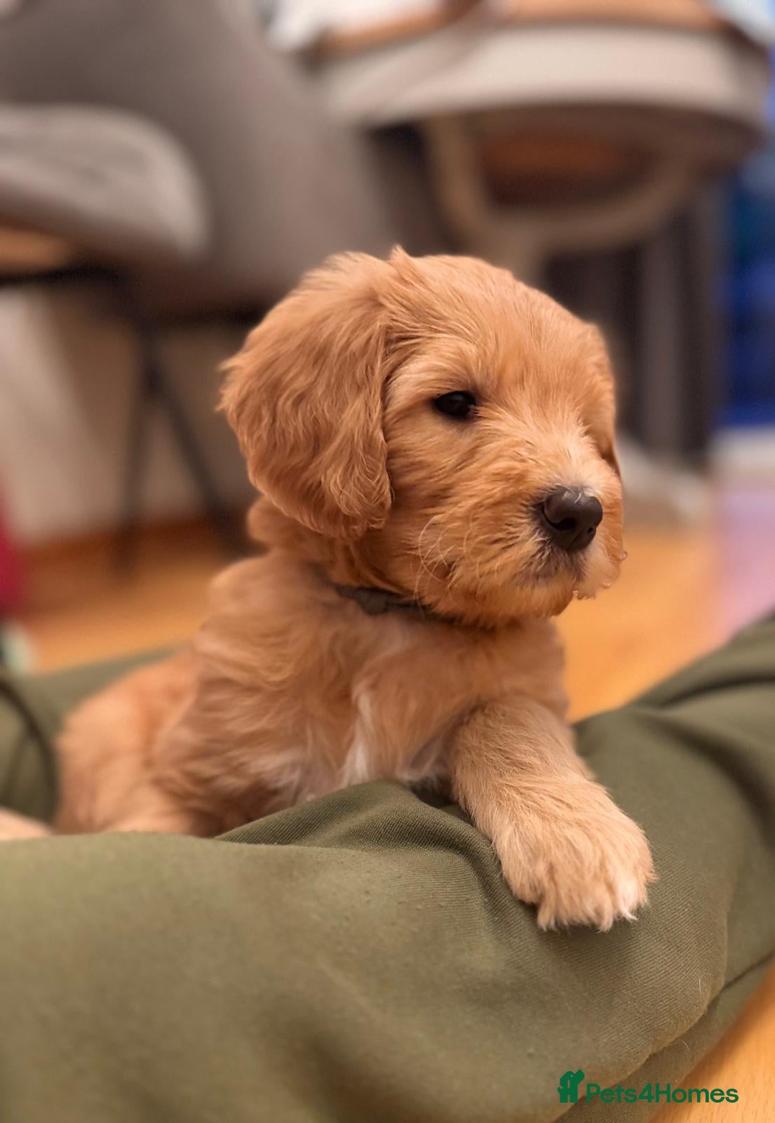 Mixed Breed dogs Adorable Australian Labradoodle puppies - Advert 2