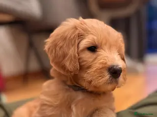 Mixed Breed dogs Adorable Australian Labradoodle puppies - Advert 1