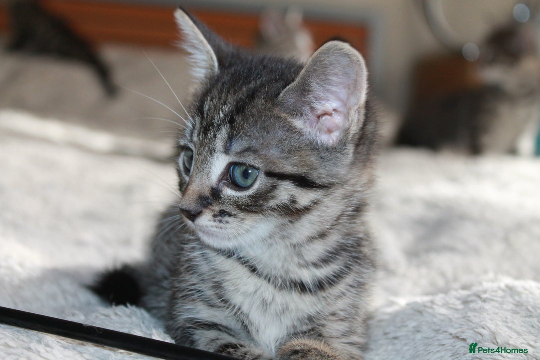 Bengal cats for sale: Adorable, affectionate, so cute kittens for sale!! - Image 10