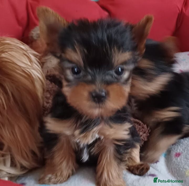 Yorkshire Terrier dogs Last adoble 5 generation sertificate boy available - Advert 1