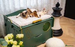 Abyssinian cats for sale: Silver Black Abyssinians-Champion TICA pedigree - Image 16
