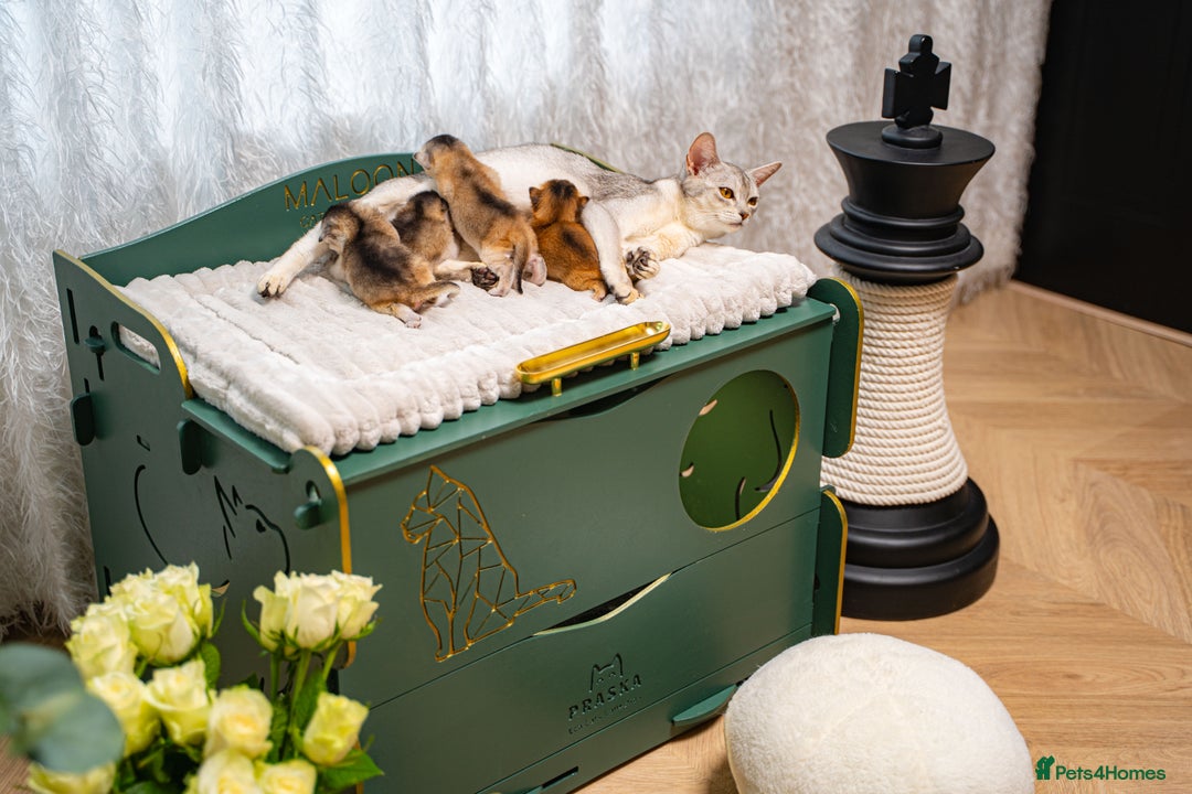 Abyssinian cats for sale: Silver Black Abyssinians-Champion TICA pedigree - Image 16