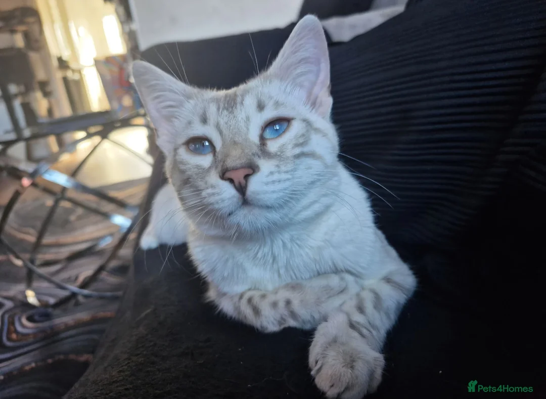 Bengal cats for sale: Blue Silver Lynx Point female bengal TICA reg - Advert 2