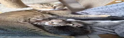 Scottish Fold cats for sale: SCOTTISH STRAIGHT/FOLD KITTENS  - Advert 10