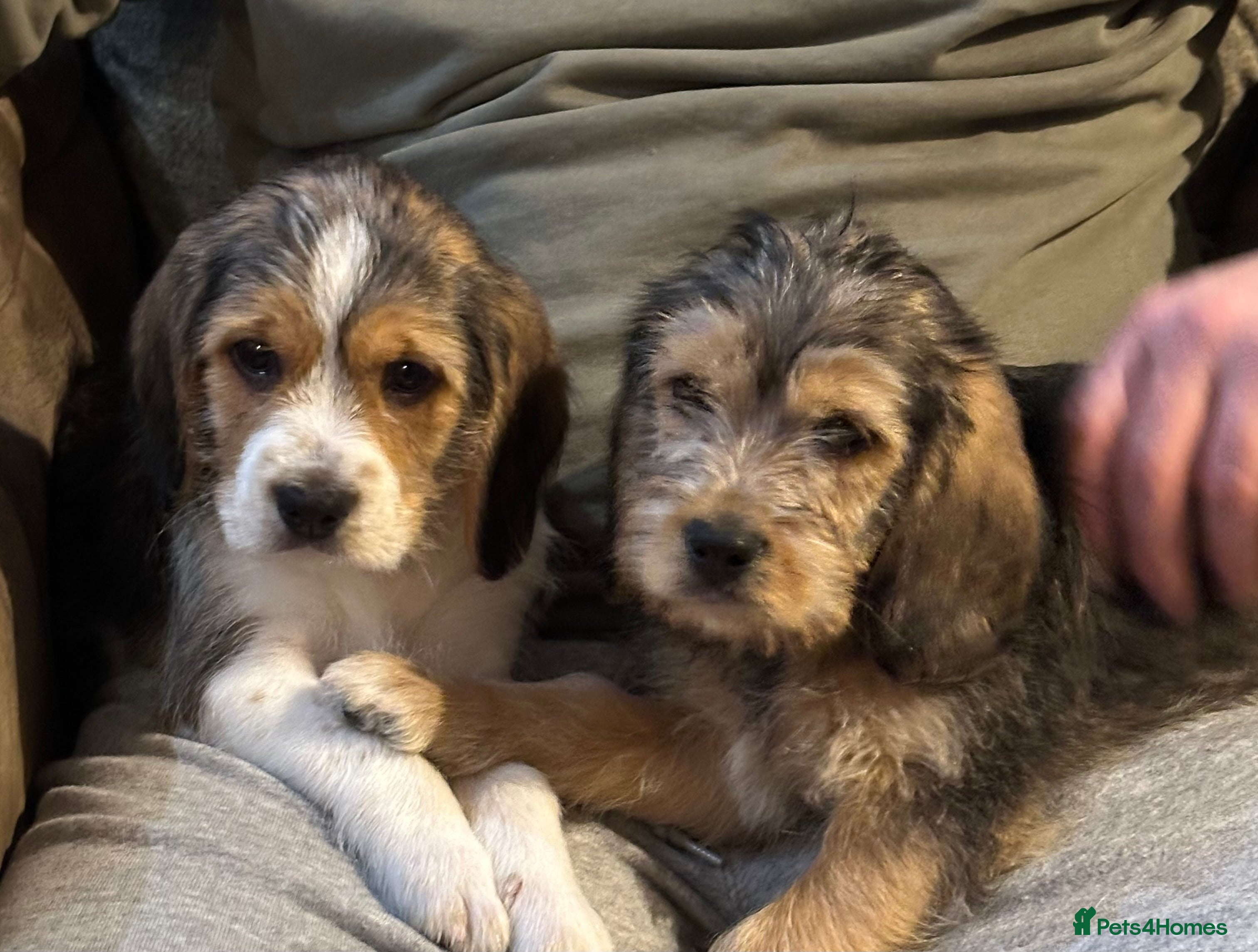 Mixed Breed dogs Beautiful Beagle X Cavapoo Puppies.  - Advert 13