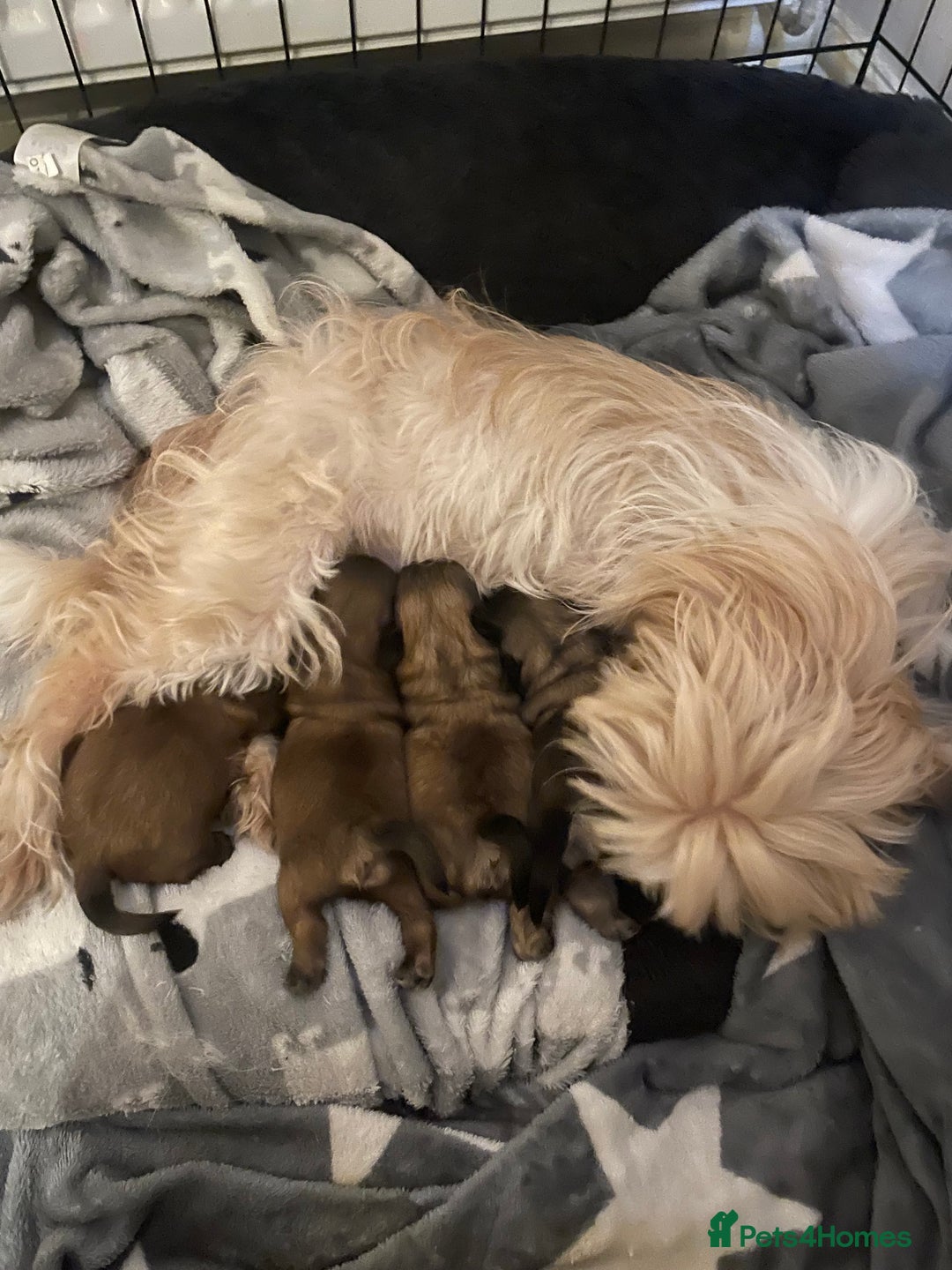 Shih Tzu dogs for sale: 6 week old Shih tzu puppies  - Advert 4