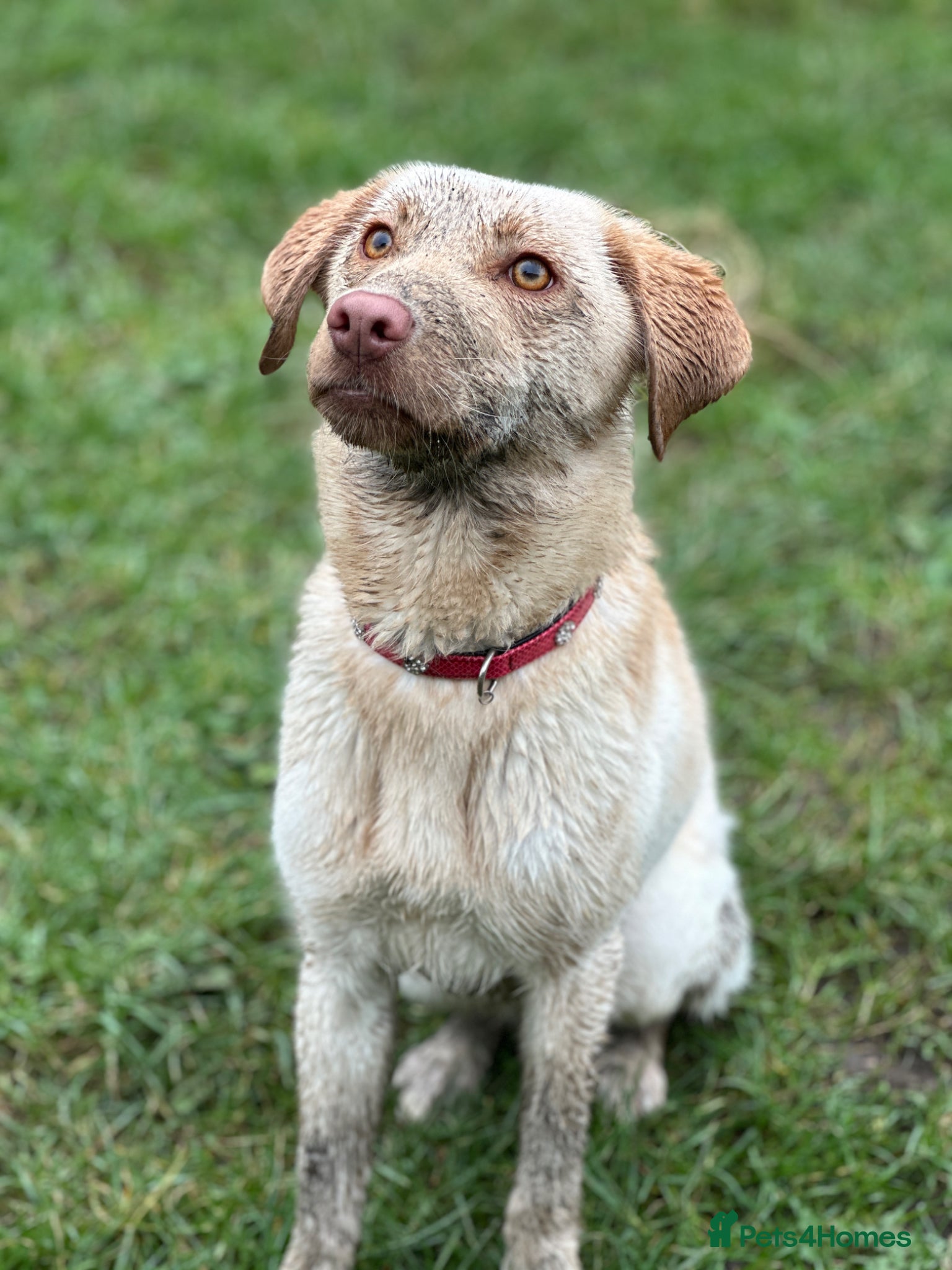 Labrador Retriever dogs Rosie (Roo) - Advert 2