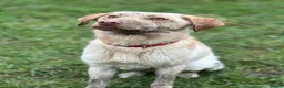 Labrador Retriever dogs for sale: Rosie (Roo) - Advert 1