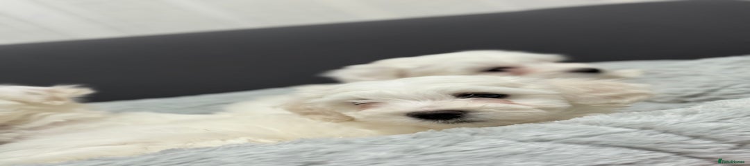 Maltese Puppy 2
