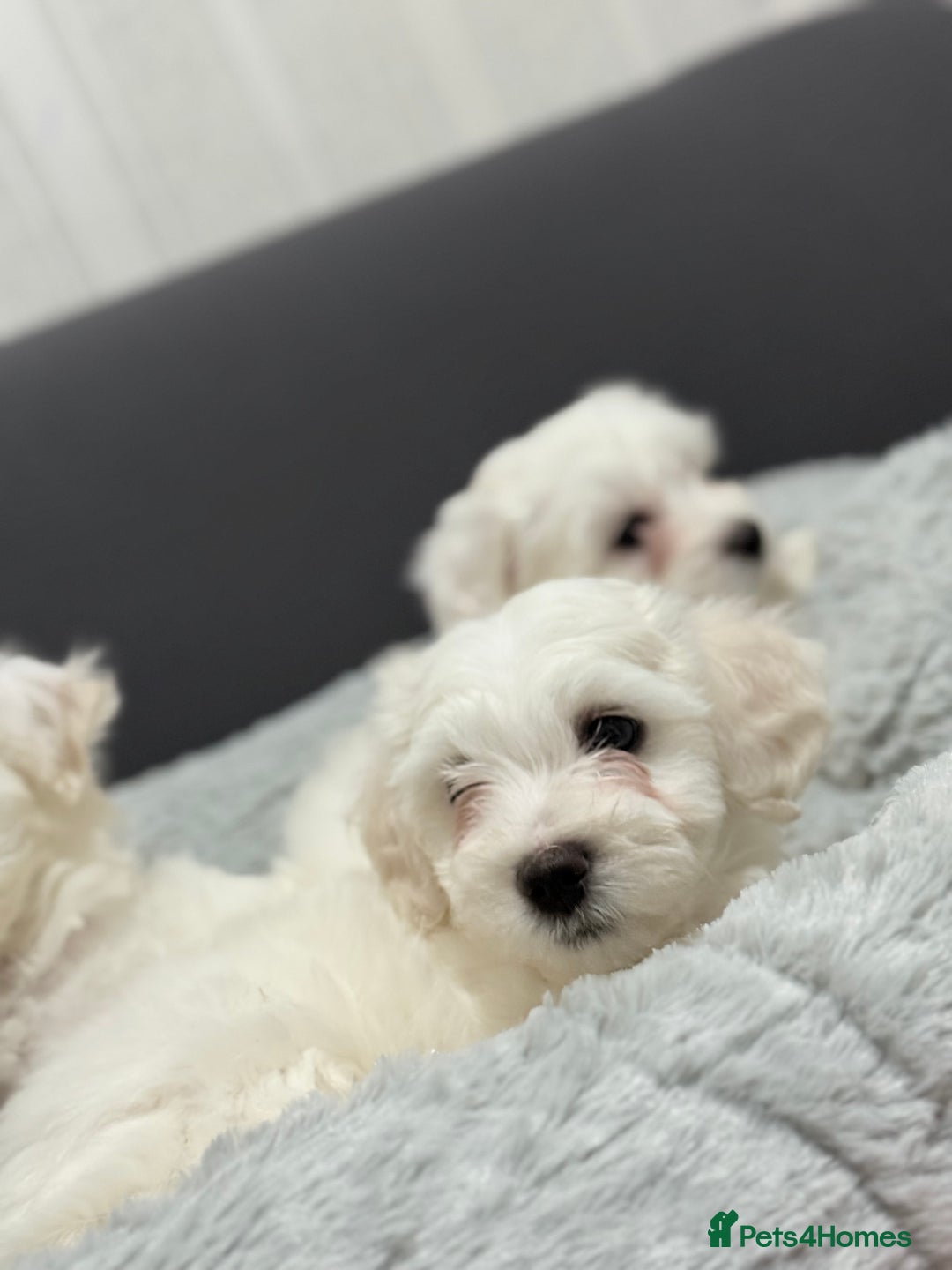 Maltese dogs for sale: Maltese puppy’s  - Image 13