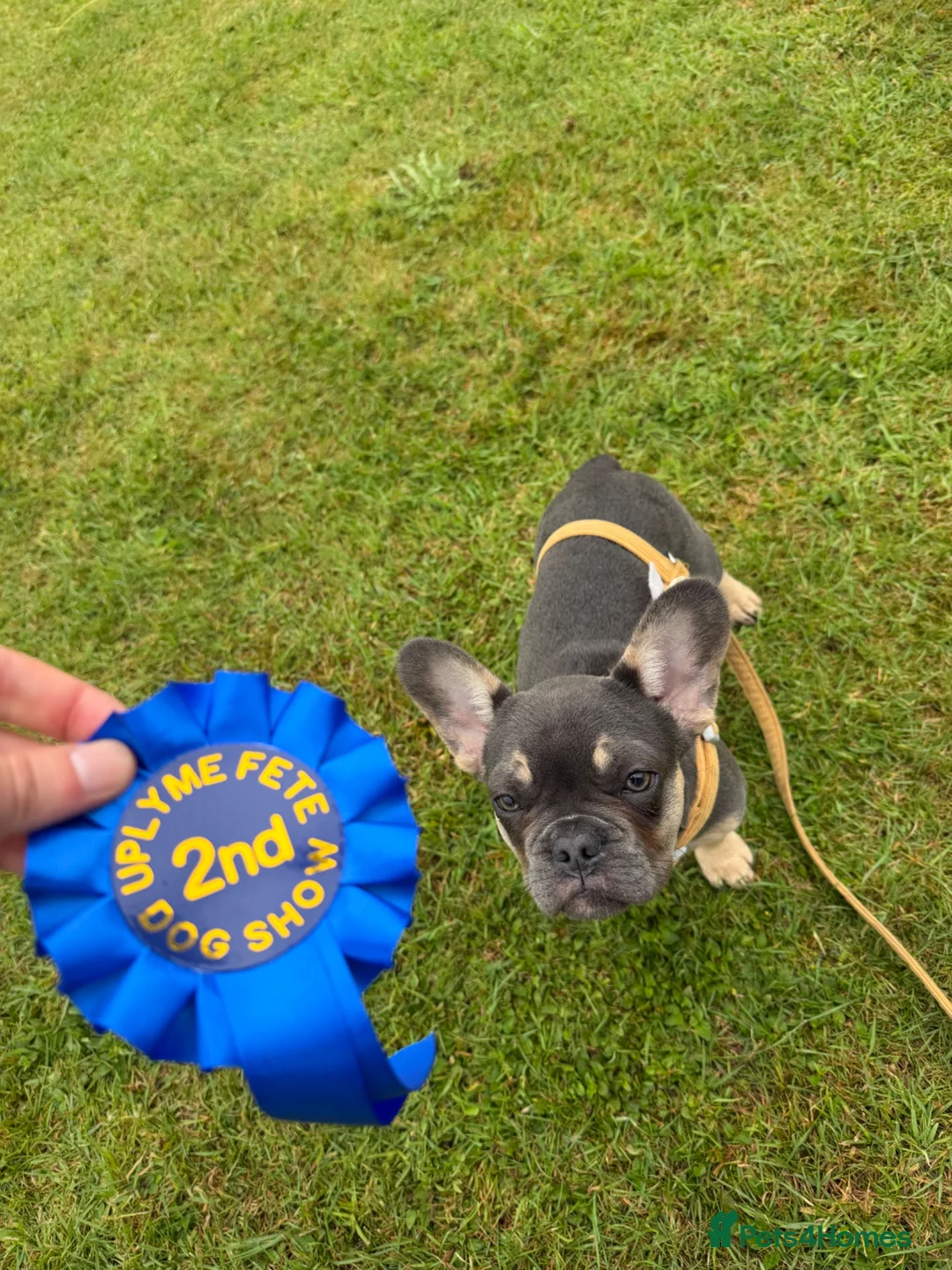French Bulldog dogs for sale: Female French bulldog puppy - Advert 2