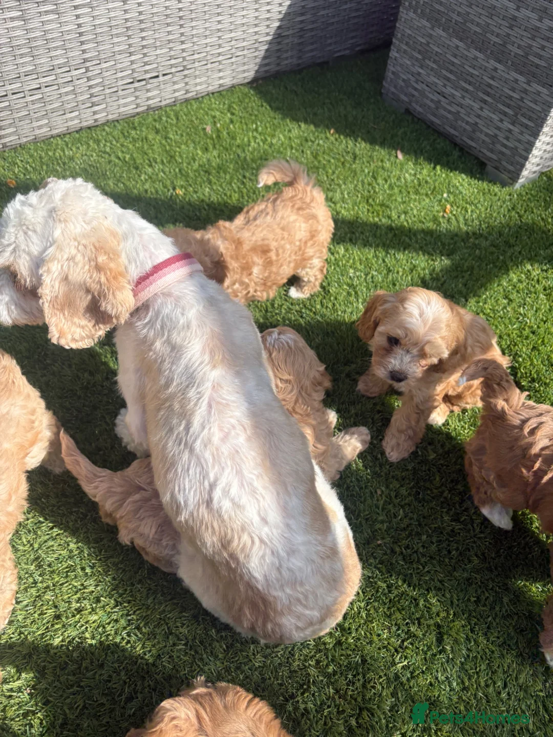 Cavapoo dogs for sale: Gorgeous Cavapoo puppies  - Advert 40