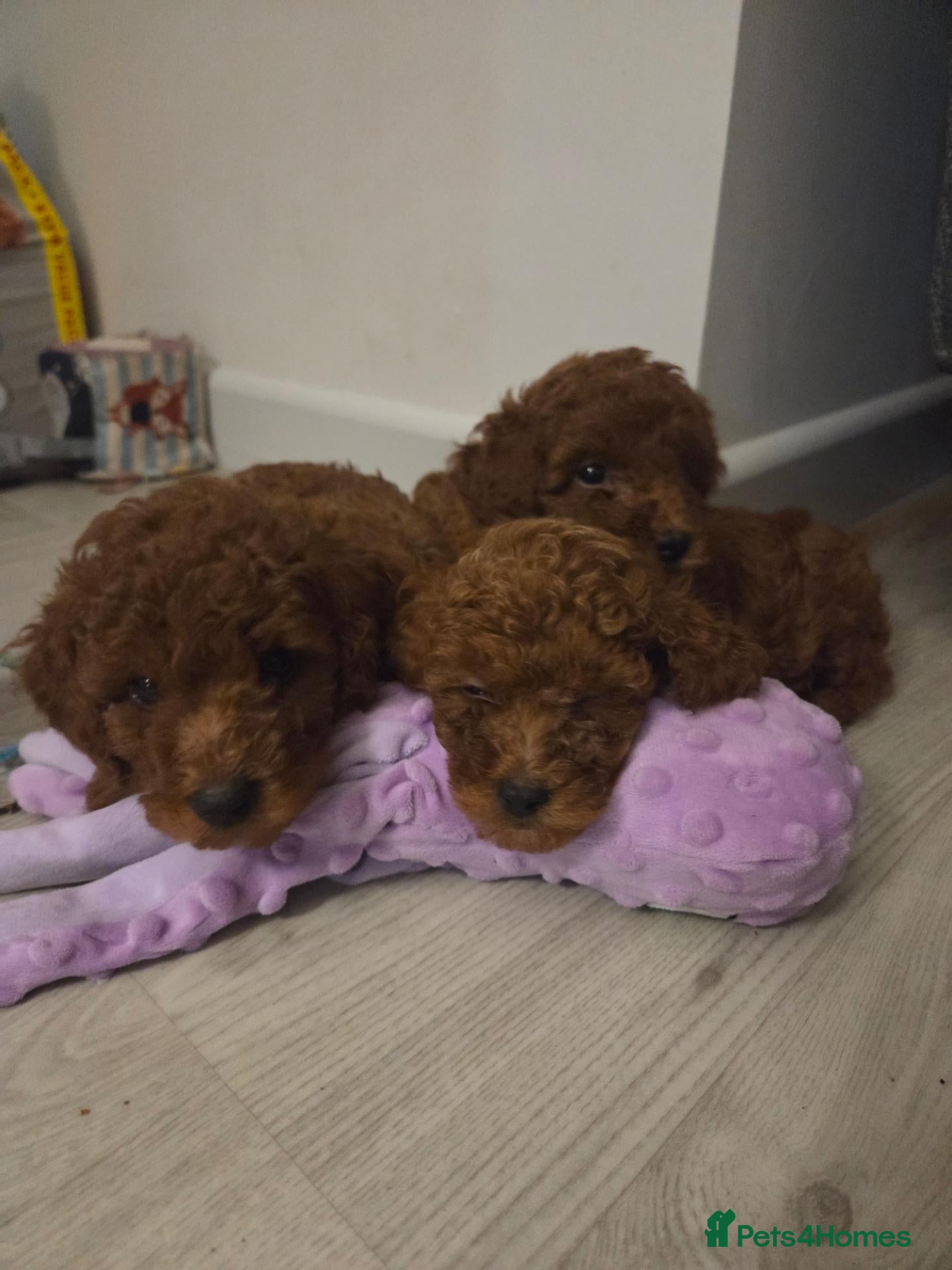 Cavapoo dogs Deep Red f1b toy cavapoos, health tested parents  - Advert 6