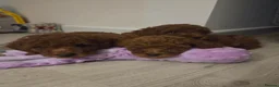 Cavapoo dogs for sale: Reduced 1000 Red f1b toy cavapoos health tested - Advert 9