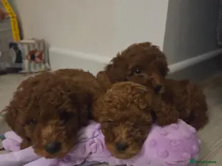 Cavapoo dogs Deep Red f1b toy cavapoos, health tested parents - Advert 2