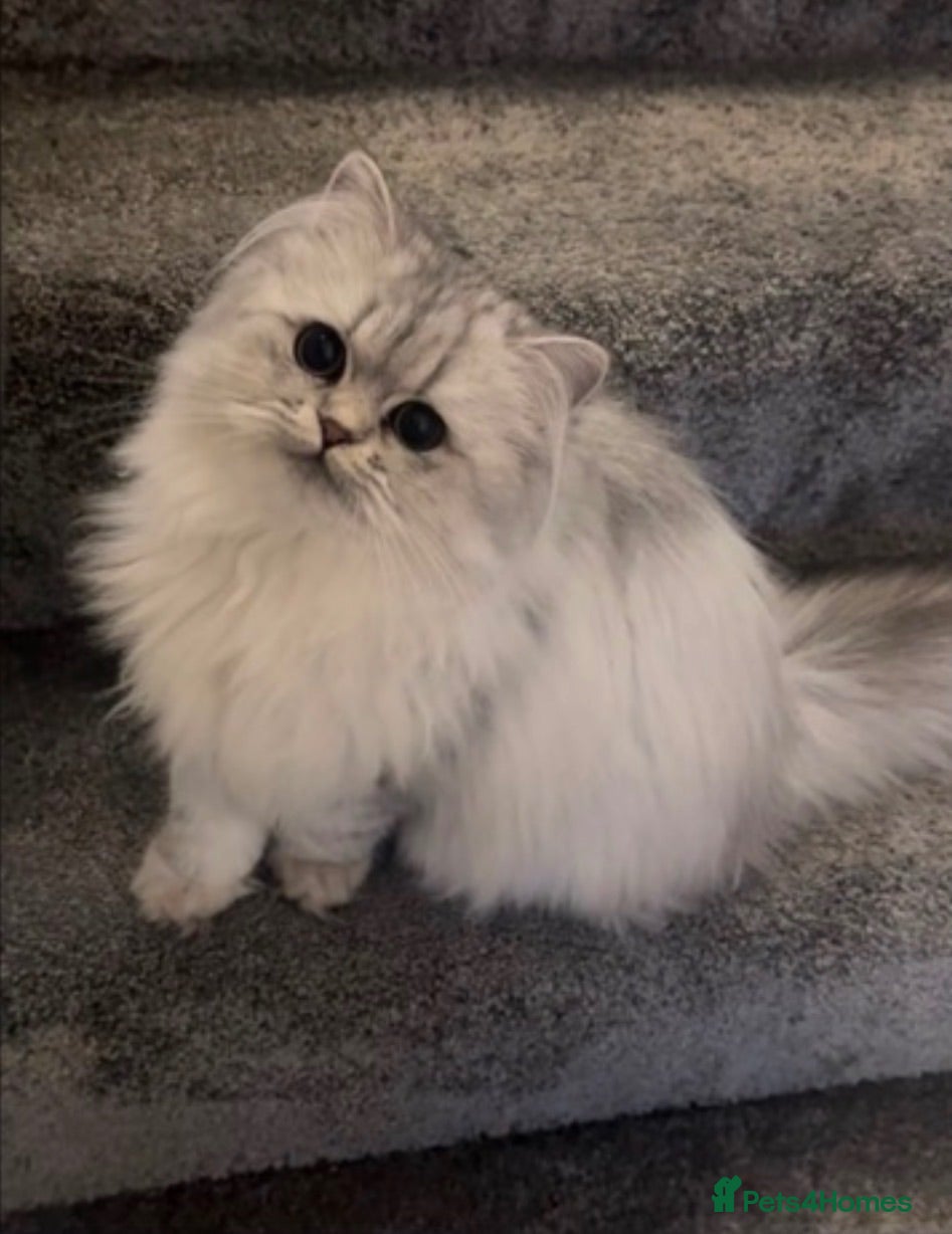British Shorthair cats 13 Week old male  - Advert 1
