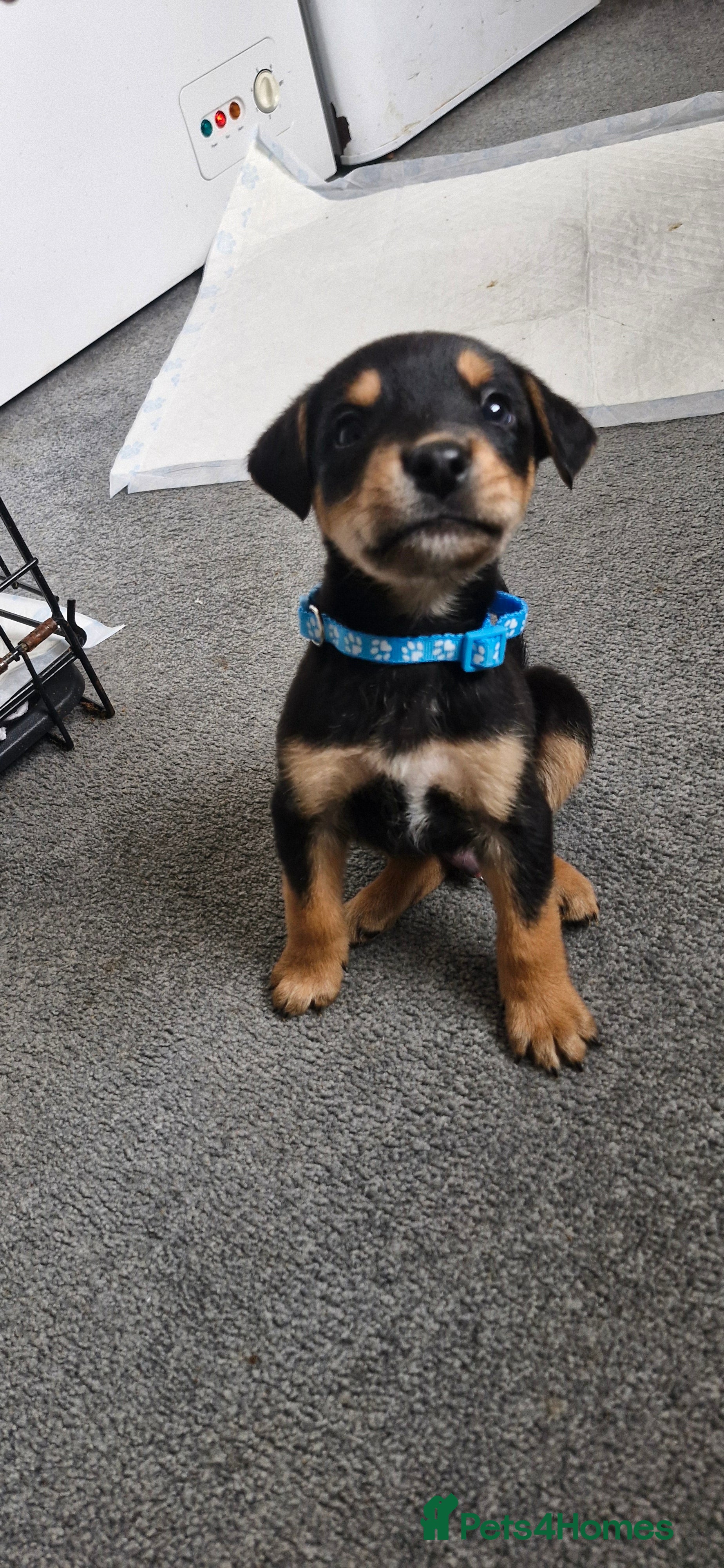 Mixed Breed dogs Doberman/shepherd puppies - Advert 2