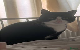 Mixed Breed cats for sale: Tuxedo cat , Socks . in need of loving home  - Image 3