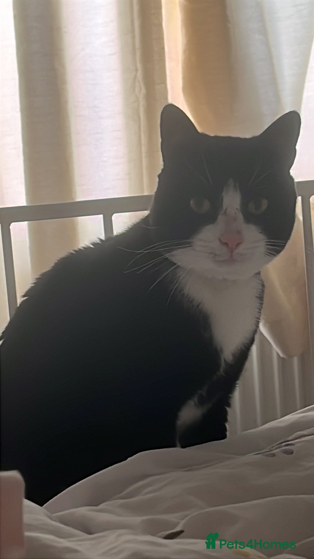 Mixed Breed cats for sale: Tuxedo cat , Socks . in need of loving home  - Image 3