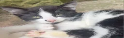 Mixed Breed cats for sale: Mixture of black & white ready to go mixed breed - Advert 8